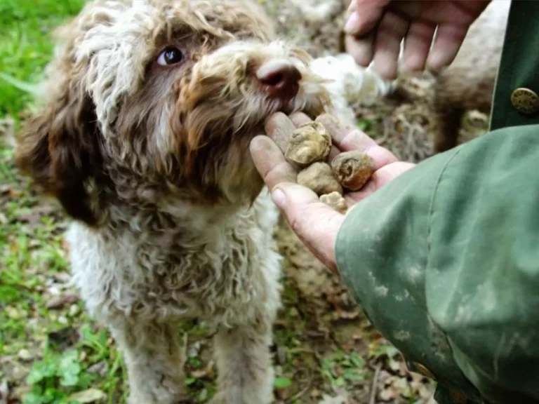 Truffle Hunting Dog